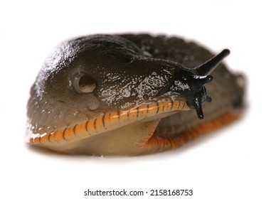 Common Slug Isolated On A White Background