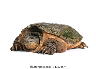 Common Snapping Turtle