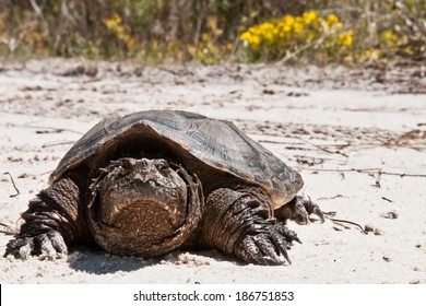 Common snapping turtle Images, Stock Photos & Vectors | Shutterstock