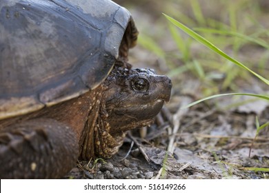 Common Snapping Turtle