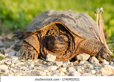 190 Common snapping turtle on white Images, Stock Photos & Vectors ...