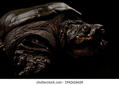 1,005 Scary turtle Images, Stock Photos & Vectors | Shutterstock