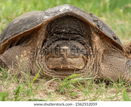 Common Snapping Turtle (Chelydra serpentina) North American Freshwater Reptile