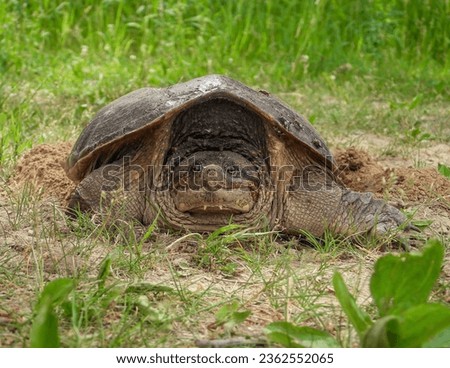 Common Snapping Turtle (Chelydra serpentina) North American Freshwater Reptile