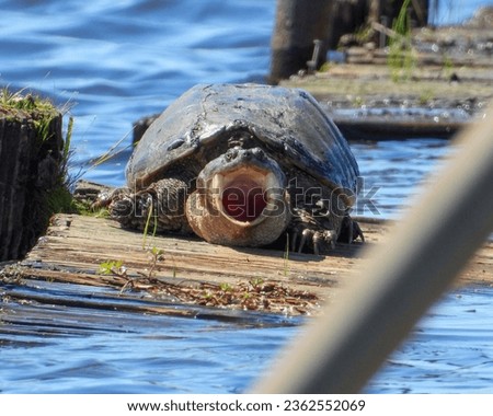 Common Snapping Turtle (Chelydra serpentina) North American Freshwater Reptile