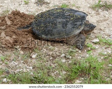 Common Snapping Turtle (Chelydra serpentina) North American Freshwater Reptile