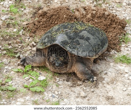 Common Snapping Turtle (Chelydra serpentina) North American Freshwater Reptile