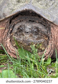 Common snapping turtle close-up of expressive face