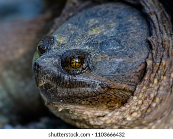 190 Common Snapping Turtle On White Images, Stock Photos & Vectors 