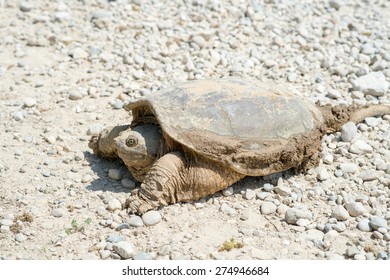 794 Snapping turtle eye Images, Stock Photos & Vectors | Shutterstock