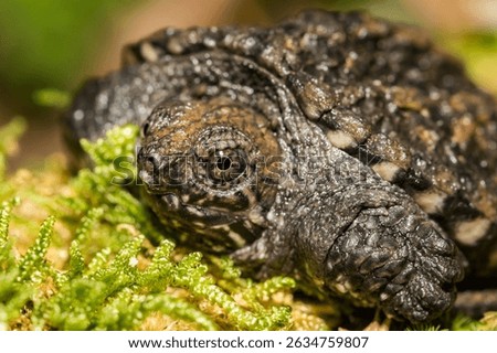 Common Snapping Turtle Hatchling - Chelydra serpentina