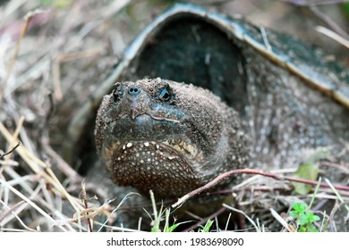 Common Snapping Turtle Of Judgement