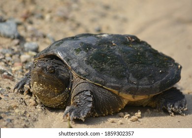 Common snapping turtle Images, Stock Photos & Vectors | Shutterstock