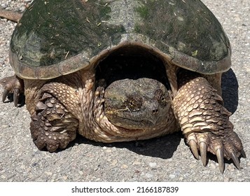 Common Snapping Turtle Laying Eggs Along The Side Of The Road In Ontario, Canada.  This Speciesis Listed As Special Concern On The Ontario Endangered Species Act.  