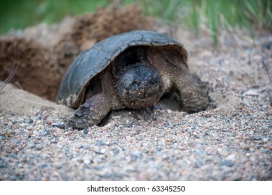 Common Snapping Turtle Laying Eggs Loose Stock Photo 63345250 ...