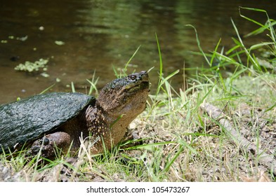 Common Snapping Turtle Small Pond Stock Photo 105473267 | Shutterstock