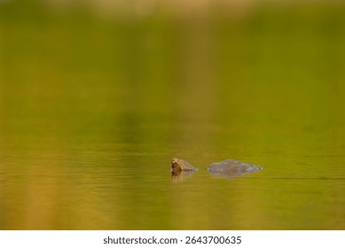 A common snapping turtle surfaces on a calm pond with green refl
