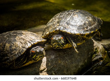 190 Common snapping turtle on white Images, Stock Photos & Vectors ...