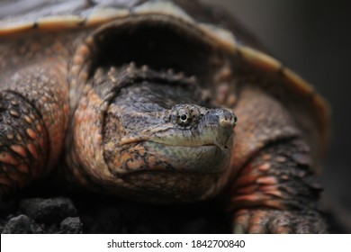 190 Common snapping turtle on white Images, Stock Photos & Vectors ...