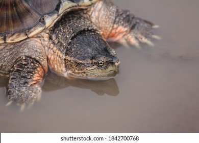 Common Snapping Turtles Shallow Water Stock Photo 1842700768 | Shutterstock