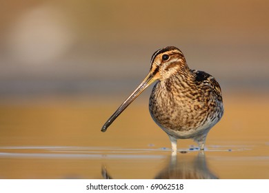 Common Snipe