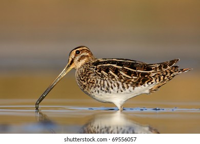 Common Snipe