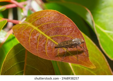 Common Snipe Fly - Rhagio Mystaceus - On Common Persimmon Leaf - Diospyros Virginiana Red Eyes Brown Spotted Body - Florida Wild Life