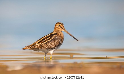 Common Snipe (Gallinago gallinago) is 
is a bird that lives in wetlands and feeds on aquatic invertebrates.

 - Shutterstock ID 2207712611