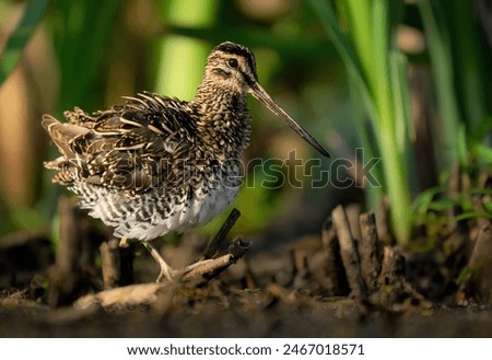 Common Snipe ( Gallinago gallinago ) close up