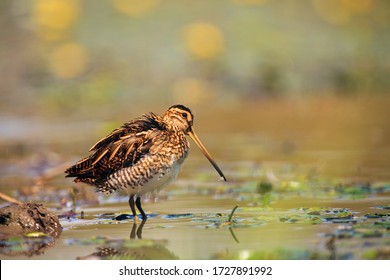 The common snipe (Gallinago gallinago) walking blossom lagoon. Water bird in the shallow pond.