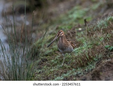 a common snipe at the water's edge in the ornithological reserve of Le Teich