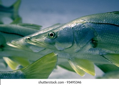 Common Snook