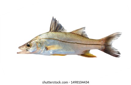 The Common Snook (Centropomus Undecimalis) Is A Species Of Marine Fish. Isolated On White Background