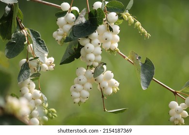 Common snowberry (Symphoricarpos albus) with white berries in garden - Powered by Shutterstock