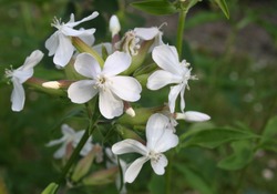 Common Soapwort Or  Bouncing-bet Or Crow Soap Or Wild Sweet William Or Soapweed (Saponaria Officinalis) White Flowers Close Up
