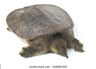 455 Florida softshell turtle Images, Stock Photos & Vectors | Shutterstock