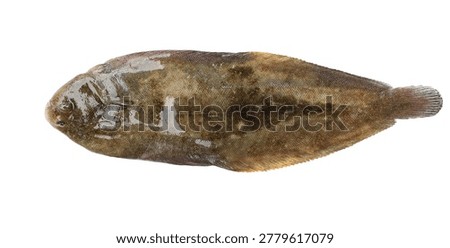 Common sole fish (Solea solea) isolated on white background, clipping path 