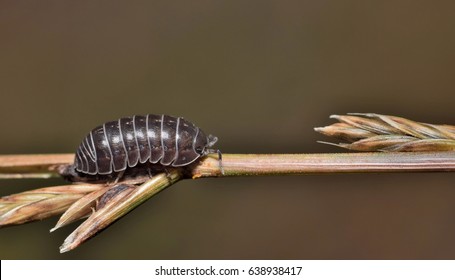 Common Sow Bug on a grass stalk in a Houston bayou. Crustacean arthropods that are harmless to humans.