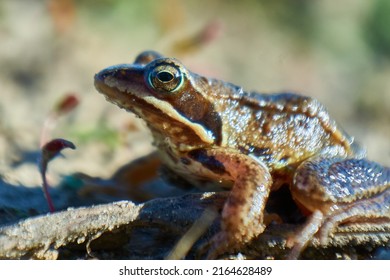 
Common Spadefoot Froze In The Grass, Looking For Food.           