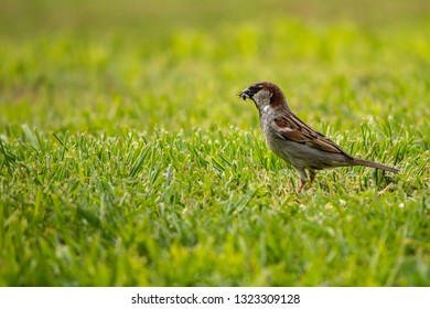 Common Sparrow Bird Eating Bug On Natural Grass Ground Background.