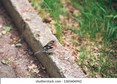 Common Sparrow Bird Eating Bug On Natural Grass Ground Background.