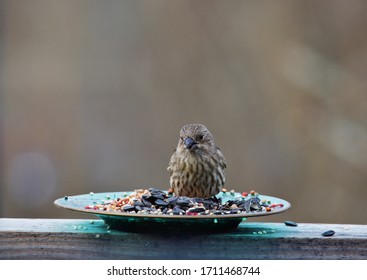 Common Sparrow Eating Bird Seed 