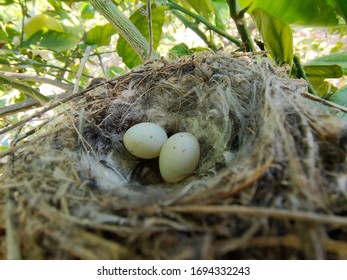 Common Sparrow Nest With Eggs