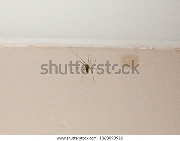 Common Spider Inside House On White Stock Photo Edit Now