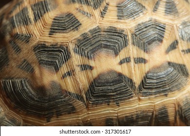 Common spider tortoise (Pyxis arachnoides arachnoides) shell texture. Wild life animal. 