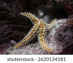 Common spiny starfish (Marthasterias glacialis) full of spinies resting on a rock on the seabed next to the tentacles of anemones
