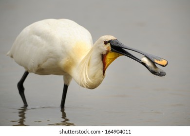 Common Spoonbill, Platalea Leucorodia