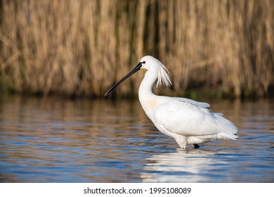 Common spoonbill (Platalea leucorodia) standing in a lake. The background consists of out of focus reed.