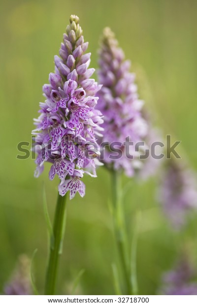 common spotted\
orchid