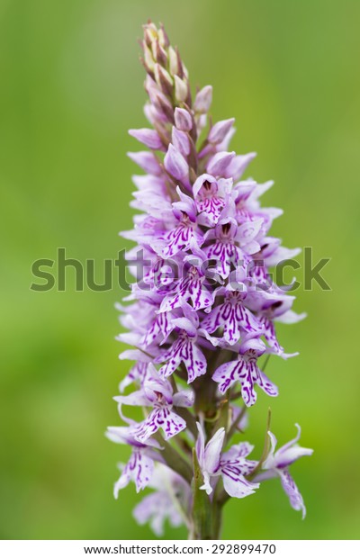 Common spotted\
orchid, Dactylorhiza\
fuchsii